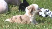 Willow , a female Toy Australian Shepherd for sale in Harveys Lake, PA – 3 of 9