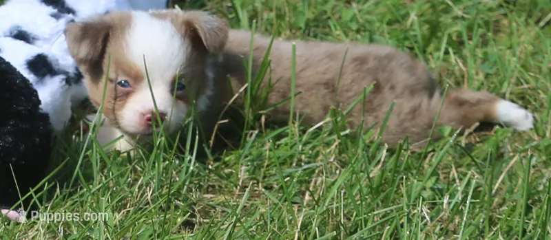 Montana  – Toy Australian Shepherd puppy for sale in Harveys Lake, PA