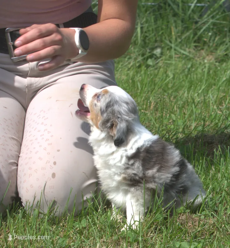 Buttons – Toy Australian Shepherd puppy for sale in Harveys Lake, PA