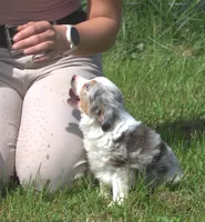Buttons, a female Toy Australian Shepherd for sale in Harveys Lake, PA – 1 of 7