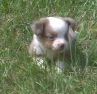 Montana , a female Toy Australian Shepherd for sale in Harveys Lake, PA – 2 of 5