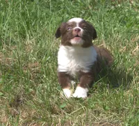 Wrangler, a male Toy Australian Shepherd for sale in Harveys Lake, PA – 2 of 3