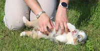 Buttons, a female Toy Australian Shepherd for sale in Harveys Lake, PA – 3 of 7