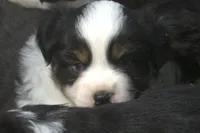 Midnight , a male Toy Australian Shepherd for sale in Harveys Lake, PA – 2 of 2