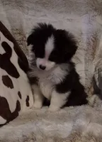 Milo, a male Toy Australian Shepherd for sale in Harveys Lake, PA – Photo 4 of 5