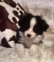 Milo, a male Toy Australian Shepherd for sale in Harveys Lake, PA – Photo 2 of 5