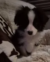 Milo, a male Toy Australian Shepherd for sale in Harveys Lake, PA – Photo 3 of 5