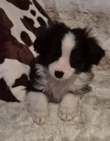 Milo, a male Toy Australian Shepherd for sale in Harveys Lake, PA – Photo 5 of 5