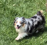 Buttons, a female Toy Australian Shepherd for sale in Harveys Lake, PA – 5 of 7