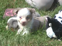Willow , a female Toy Australian Shepherd for sale in Harveys Lake, PA – 4 of 9