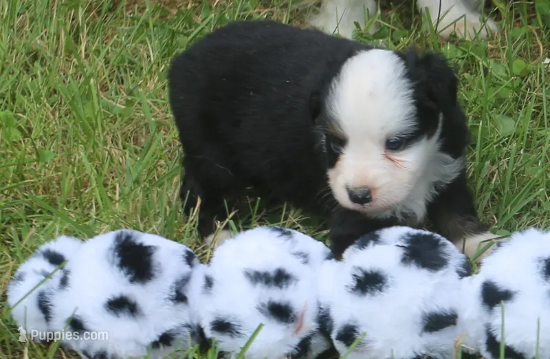 Boots – Toy Australian Shepherd puppy for sale in Harveys Lake, PA