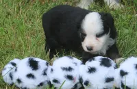 Boots, a male Toy Australian Shepherd for sale in Harveys Lake, PA – 1 of 3