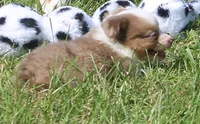 Montana , a female Toy Australian Shepherd for sale in Harveys Lake, PA – 3 of 5
