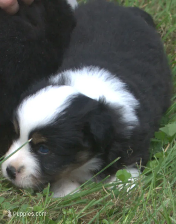 Onyx – Toy Australian Shepherd puppy for sale in Harveys Lake, PA