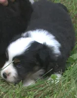 Onyx, a male Toy Australian Shepherd for sale in Harveys Lake, PA – 1 of 2