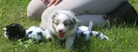 Buttons, a female Toy Australian Shepherd for sale in Harveys Lake, PA – 2 of 7