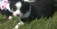 Onyx, a male Toy Australian Shepherd for sale in Harveys Lake, PA – 2 of 2