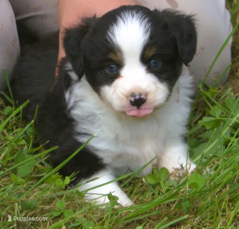 Midnight  – Toy Australian Shepherd puppy for sale in Harveys Lake, PA