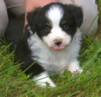 Midnight , a male Toy Australian Shepherd for sale in Harveys Lake, PA – 1 of 2