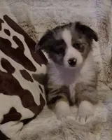 Riley, a female Toy Australian Shepherd for sale in Harveys Lake, PA – Photo 6 of 9