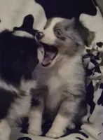 Riley, a female Toy Australian Shepherd for sale in Harveys Lake, PA – Photo 2 of 9