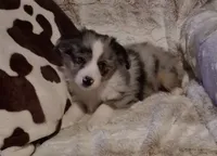 Riley, a female Toy Australian Shepherd for sale in Harveys Lake, PA – Photo 7 of 9