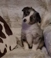 Riley, a female Toy Australian Shepherd for sale in Harveys Lake, PA – Photo 4 of 9