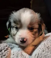 Riley, a female Toy Australian Shepherd for sale in Harveys Lake, PA – Photo 9 of 9