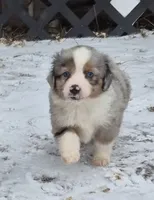 Riley, a female Toy Australian Shepherd for sale in Harveys Lake, PA – Photo 8 of 9