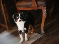 Buttons, a female Toy Australian Shepherd for sale in Harveys Lake, PA – 7 of 7