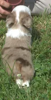 Willow , a female Toy Australian Shepherd for sale in Harveys Lake, PA – 6 of 9