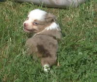 Willow , a female Toy Australian Shepherd for sale in Harveys Lake, PA – 7 of 9