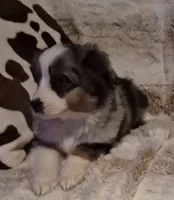 Hudson, a male Toy Australian Shepherd for sale in Harveys Lake, PA – Photo 4 of 7