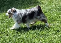 Buttons, a female Toy Australian Shepherd for sale in Harveys Lake, PA – 6 of 7