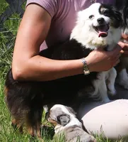 Wrangler, a male Toy Australian Shepherd for sale in Harveys Lake, PA – 3 of 3