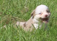 Willow , a female Toy Australian Shepherd for sale in Harveys Lake, PA – 1 of 9