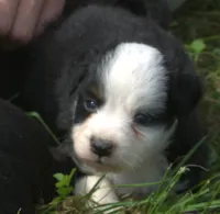 Boots, a male Toy Australian Shepherd for sale in Harveys Lake, PA – 3 of 3