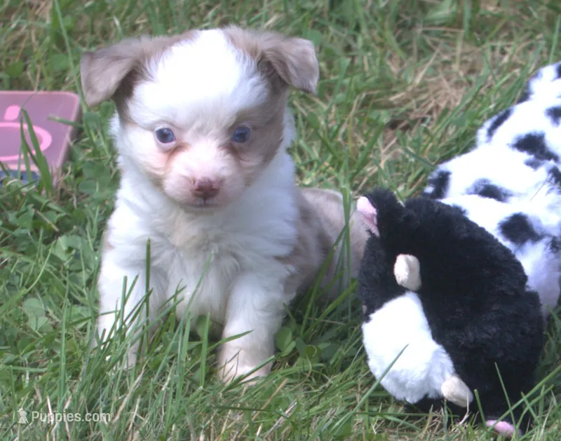 Willow  – Toy Australian Shepherd puppy for sale in Harveys Lake, PA