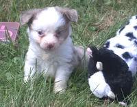 Willow , a female Toy Australian Shepherd for sale in Harveys Lake, PA – 5 of 9