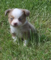Montana , a female Toy Australian Shepherd for sale in Harveys Lake, PA – 4 of 5