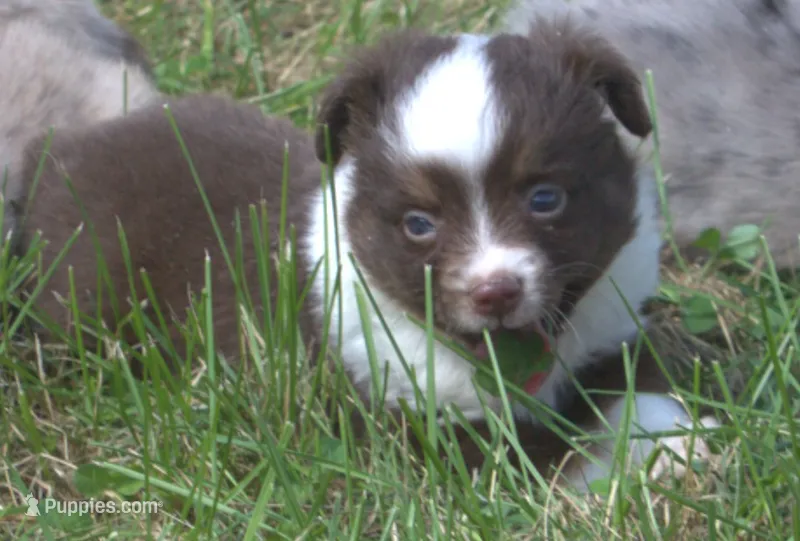 Wrangler – Toy Australian Shepherd puppy for sale in Harveys Lake, PA