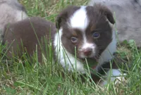 Wrangler, a male Toy Australian Shepherd for sale in Harveys Lake, PA – 1 of 3