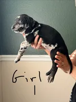 Female 1, a female Catahoula Leopard Dog and German Shorthaired Pointer for sale in Manteca, CA – 2 of 3