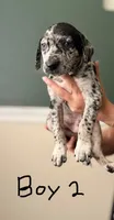 Male 2 , a male Catahoula Leopard Dog and German Shorthaired Pointer for sale in Manteca, CA – 3 of 3