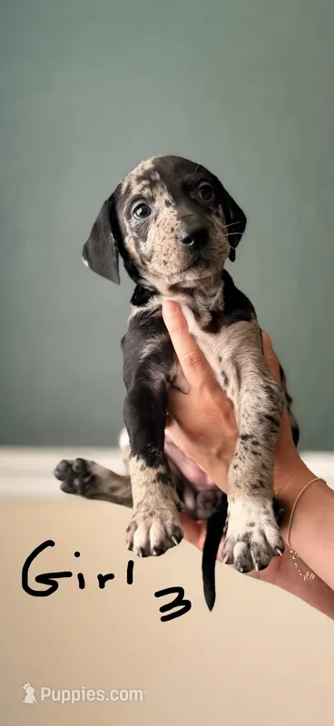 Female 3 – Catahoula Leopard Dog, German Shorthaired Pointer puppy for sale in Manteca, CA