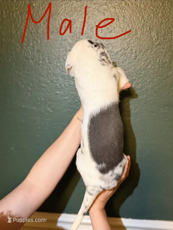 Male 1 – Catahoula Leopard Dog puppy for sale in Manteca, CA
