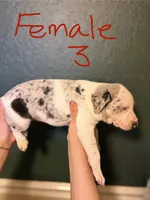 Female 3, a female Catahoula Leopard Dog for sale in Manteca, CA – 3 of 4