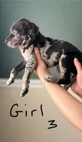 Female 3, a female Catahoula Leopard Dog and German Shorthaired Pointer for sale in Manteca, CA – 3 of 3