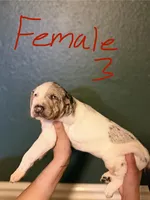 Female 3, a female Catahoula Leopard Dog for sale in Manteca, CA – 2 of 4