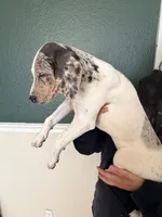 Female 1, a female Catahoula Leopard Dog for sale in Manteca, CA – 2 of 2